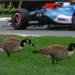 After Albon's accident: PETA calls for action in Montreal
