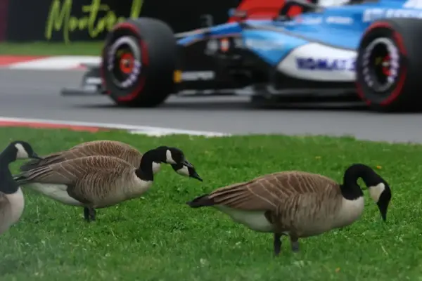 After Albon's accident: PETA calls for action in Montreal